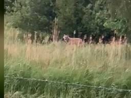 Wolf gespot in de buurt bij Haarsteeg 