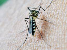 De muggen komen deze maand uit hun winterslaap.
