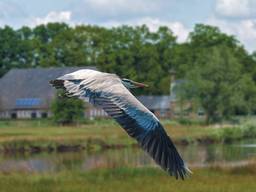 'Langbek de Reiger' in volle vlucht boven het Markdal. (foto: Paul Ranft)