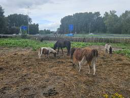 https://api.omroepbrabant.nl/img/f/$width$/$height$/0.48/0.47/bWVkaWEvcHJvZC80MzIwNDEzLmpwZz9zdj0yMDE5LTA3LTA3JnN0PTIwMjAtMDEtMDFUMDAlM0EwMCUzQTAwWiZzZT0yMDQwLTAxLTAxVDAwJTNBMDAlM0EwMFomc3I9YiZzcD1yJnNpZz1OZTdwajVaY2RHQXhKYnNsRjNIamd0R0Vsc25WcVBKOXh1eFVJTERIZkNrJTNE