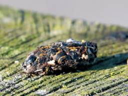 Een braakbal, waarschijnlijk van een kraai (foto: Tonny Raymaekers).