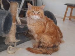 Verwaarloosde kat in Cranendonck (foto: Landelijke Inspectiedienst Dierenbescherming).