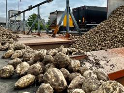 Uit de bieten wordt in de fabriek suiker gemaakt (foto: Erik Peeters).