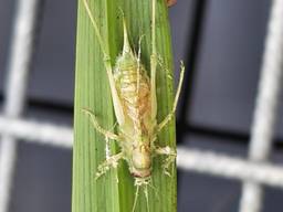 Een sabelsprinkhaan die is aangetast door de schimmel entomophthora gryllii (foto: Rianne van Beers).