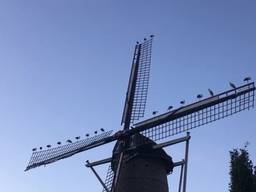 20 ooievaars op wieken van molen