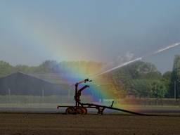De Brabantse boeren hebben in de afgelopen droge jaren veel meer grondwater gebruikt dan werd verwacht. Foto: Willem van Nunen
