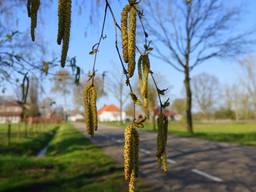 Boompollen in het voorjaar Foto: Ben Saanen 