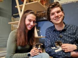 De dierenopvang in Breda zoekt pleeggezinnen voor katjes