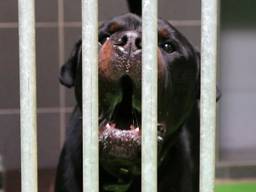 Bijtgrage honden krijgen tweede kans bij Hondencampus Tilburg