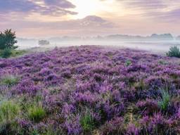 De fraaie paarse heide op de Kampina bij Boxtel (foto: JS_Gallerynl).