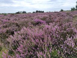 De Strabrechtse Heide valt binnen het Natuurnetwerk Nederland (foto: Shyamen Bollen).