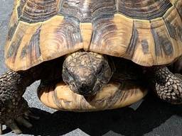 Schildpad Theo ontsnapt in Roosendaal: 'Veel moeten huilen'
