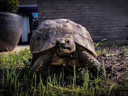 Schildpad Nana voordat ze de poort uitliep (foto: Letty van de Wal) 