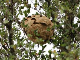 Het nest Aziatische hoornaars in de boom aan de Teisterbantstraat in Empel (foto: Collin Beijk).