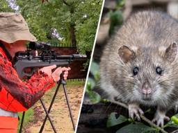 Rattenbestrijder Mike Heutink en een bruine rat (foto's: Omroep Brabant/ANP).