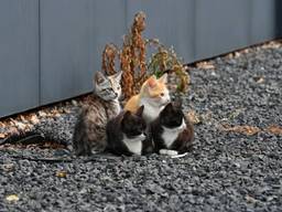 Gedumpte kittens dwalen over bedrijventerrein, reddingsactie op touw gezet