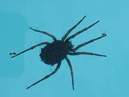 Vermoedelijk een tarantulaspin, de echte, met jonge spinnetjes op de rug in een Spaans zwembad (foto: Mark Bogers).