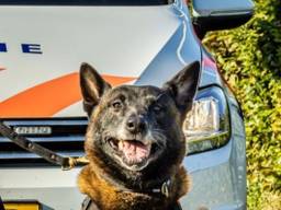 Politiehond Rudy (foto: Instagram politiehonden Zeeland-West-Brabant).