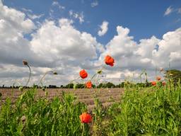 Natuurvriendelijke landbouw