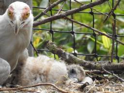 Het palmgiertje dat in Overloon 6 weken geleden uit het ei kroop. (Foto: ZooParc Overloon)