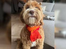 Ziggy viert ook carnaval.