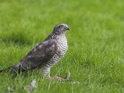 Een sperwer (foto: Saxifraga/Martin Mollet).