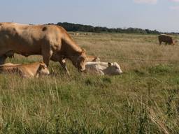 Veel Brabantse boeren zouden moeten overschakelen op extensieve veehouderij. 