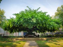 Dit is de mooiste boom van Nederland: 'Hij verdient het echt'