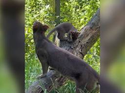 De Fossa geniet samen met zijn moeder van de zon (foto: BestZOO).