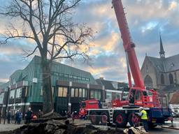 Oude lindeboom toch niet in stukjes gezaagd, maar in zijn geheel verplant