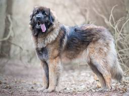 Een Leonberger van Angelique Kox, niet de opgezette hond (foto: Kanina en Arslan Dag).