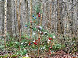 De kerstboom in het bos bij Ulvenhout (Foto: Erald van der Aa). 