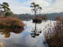 Prachtig ven in de Oisterwijkse bossen, maar de droogte heeft al toegeslagen.