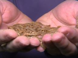 De markt voor meelwormen is niet rendabel meer stelt Mensinck (foto: YouTube / Jeugdjournaal).