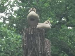 Twee nijlganzen hoog in de boom. Is wel normaal, want eendganzen en eenden nestelden vroeger in bomen. Het liefst hoog in de boom, foto Ria Doorn-Martens