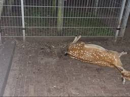 De dierenarts heeft het hertje laten inslapen. Foto: Instagram Dierenparken Helmond.