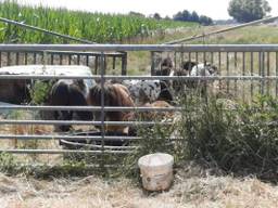 De pony's staan ook dinsdag onbeschut in de wei (foto: Rochelle Moes - Dtv Nieuws).