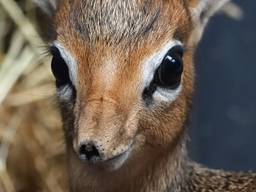 Bibi, de Kirk's dikdik.