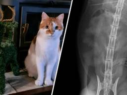 Foto: Dierenkliniek Heusden& Altena.