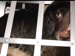 Een hond die werd meegenomen bij de fokker. 