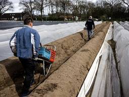 Aspergestekers op een Brabants aspergeveld aan het werk (foto: ANP).