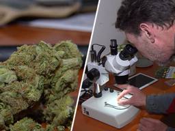 Rick bestudeert de nieuwe wiet door een microscoop.