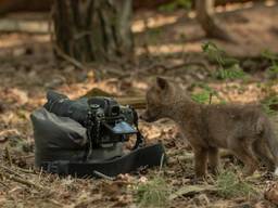Het jonge vosje als cameraman (foto: Mignon van den Wittenboer).