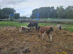 https://api.omroepbrabant.nl/img/f/$width$/$height$/0.5/0.5/bWVkaWEvcHJvZC80MzIwNDEzLmpwZz9zdj0yMDE5LTA3LTA3JnN0PTIwMjAtMDEtMDFUMDAlM0EwMCUzQTAwWiZzZT0yMDQwLTAxLTAxVDAwJTNBMDAlM0EwMFomc3I9YiZzcD1yJnNpZz1OZTdwajVaY2RHQXhKYnNsRjNIamd0R0Vsc25WcVBKOXh1eFVJTERIZkNrJTNE
