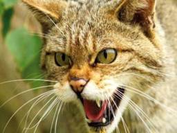 Een wilde kat is iets groter en valt niet op in de natuur.