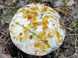 Guttatie is een verschijnsel wat ontstaat als de paddenstoelen in de groei grote hoeveelheden vocht opzuigen , foto Jennifer Batenburg