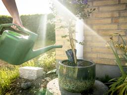 Ververs het water van je gieter iedere week. Foto: ANP.
