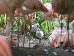 Flamingo's geboren in dierentuin, verzorgers moesten er 8 jaar op wachten