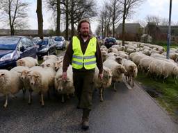 Bart met zijn schapen (foto: Omroep Brabant).