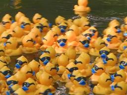 Duizenden gele badeendjes racen dobberend over de Dommel
